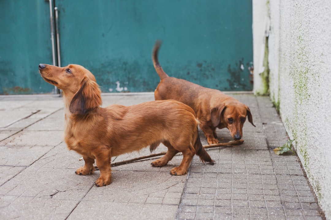 Dachshund running in grass
