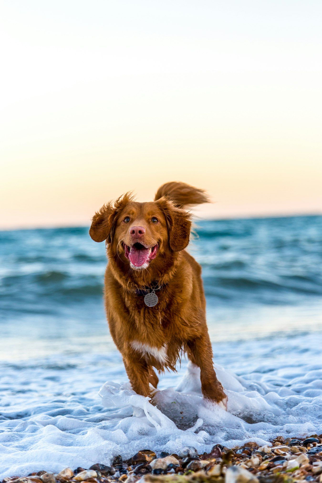 Hero section example with dogs