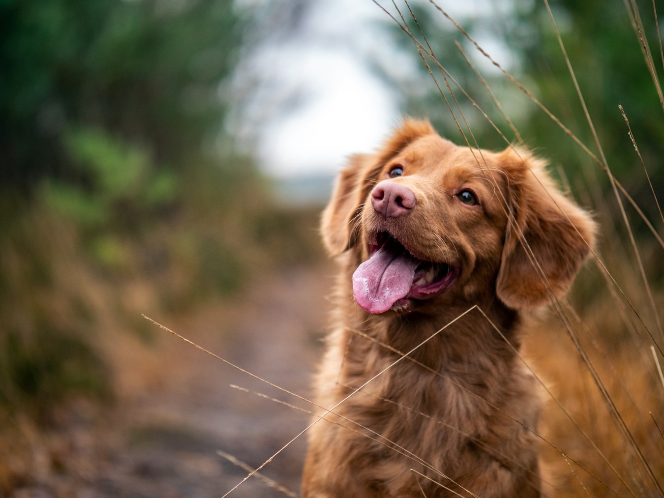Dog storytelling image
